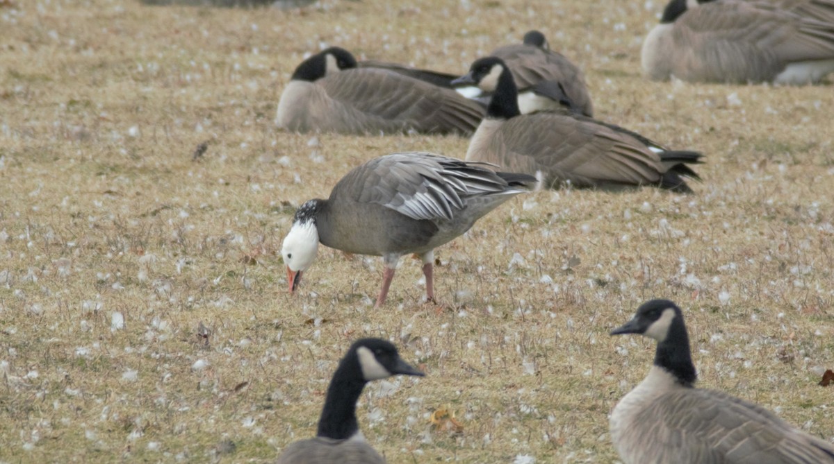 Elur-antzara - ML645991839