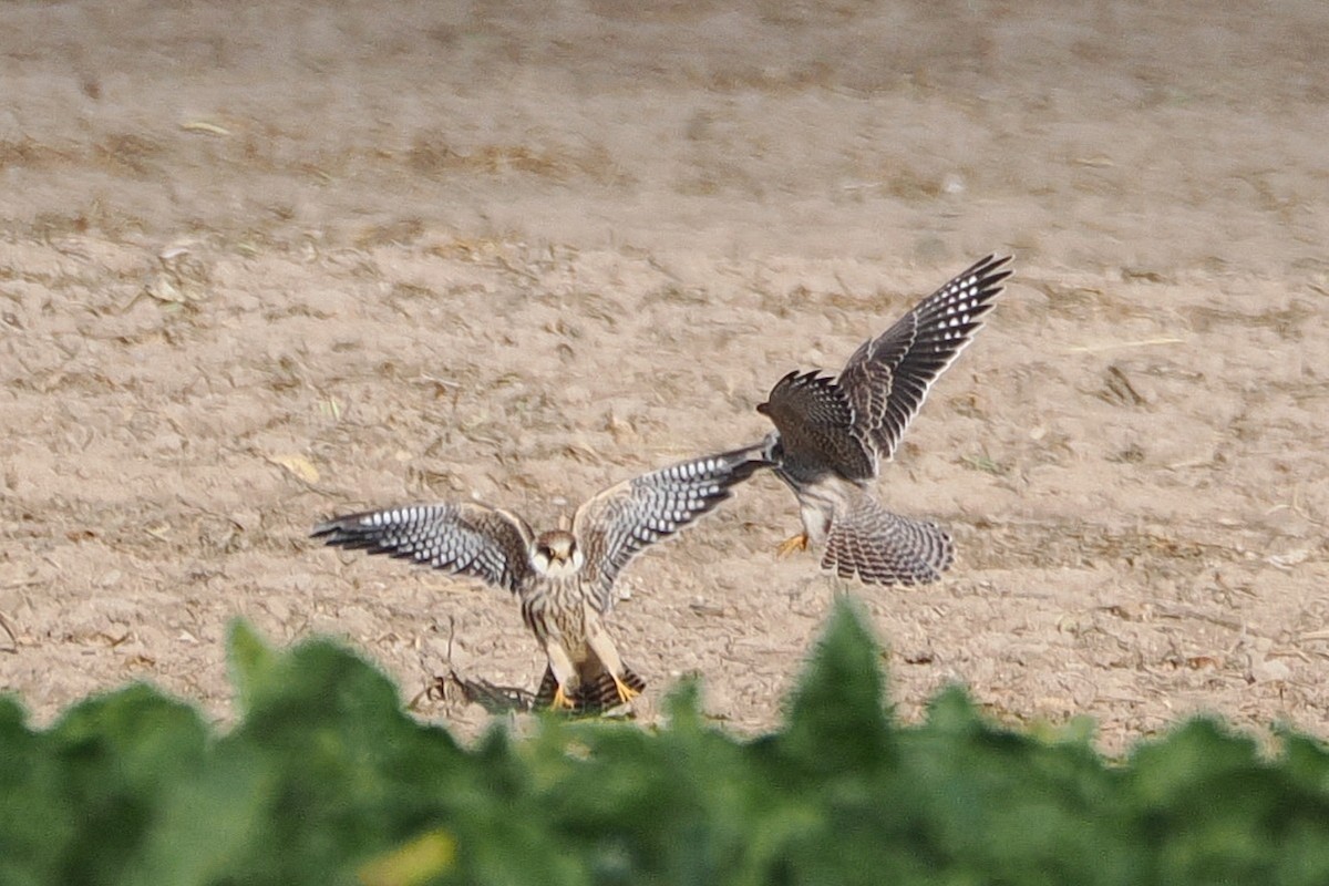 Belatz hankagorria - ML645991840