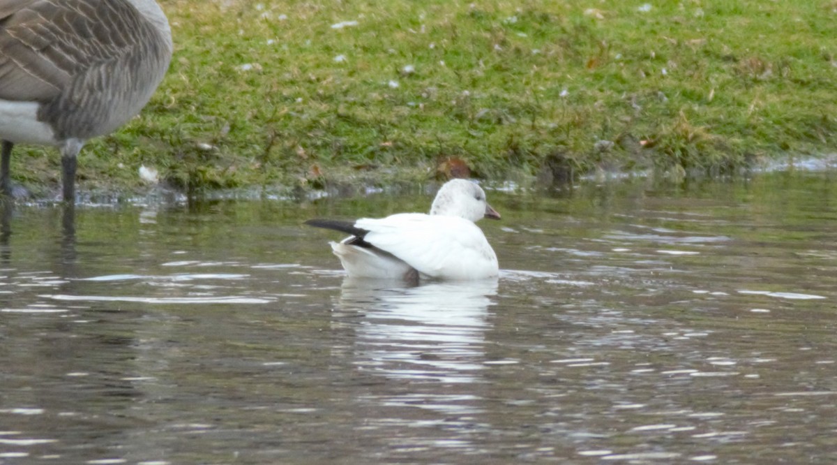 Ross antzara - ML645991842