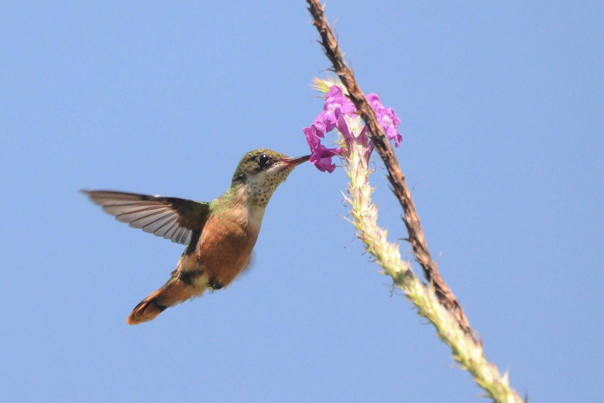 White-crested Coquette - ML645991843