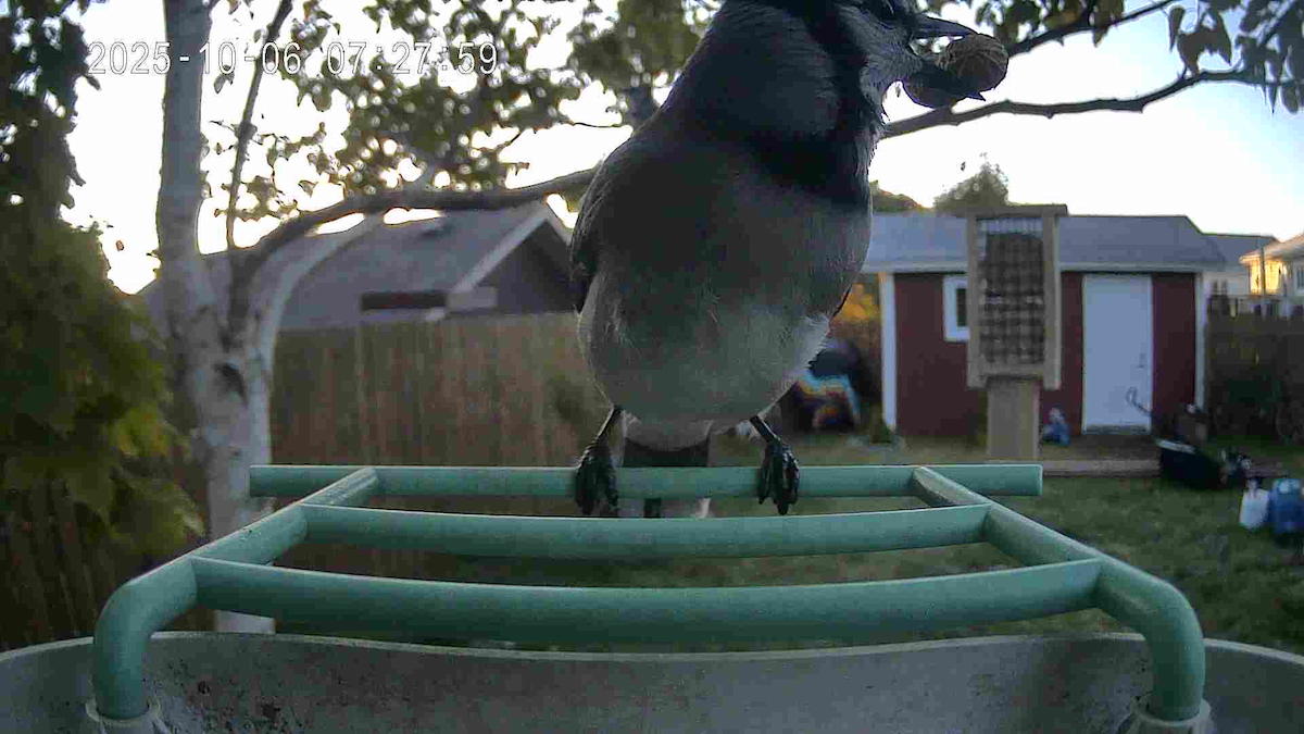 Blue Jay - ML645991844