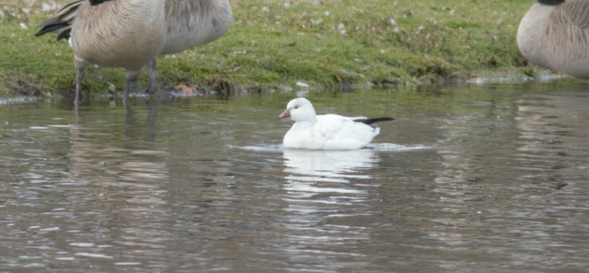 Ross antzara - ML645991846