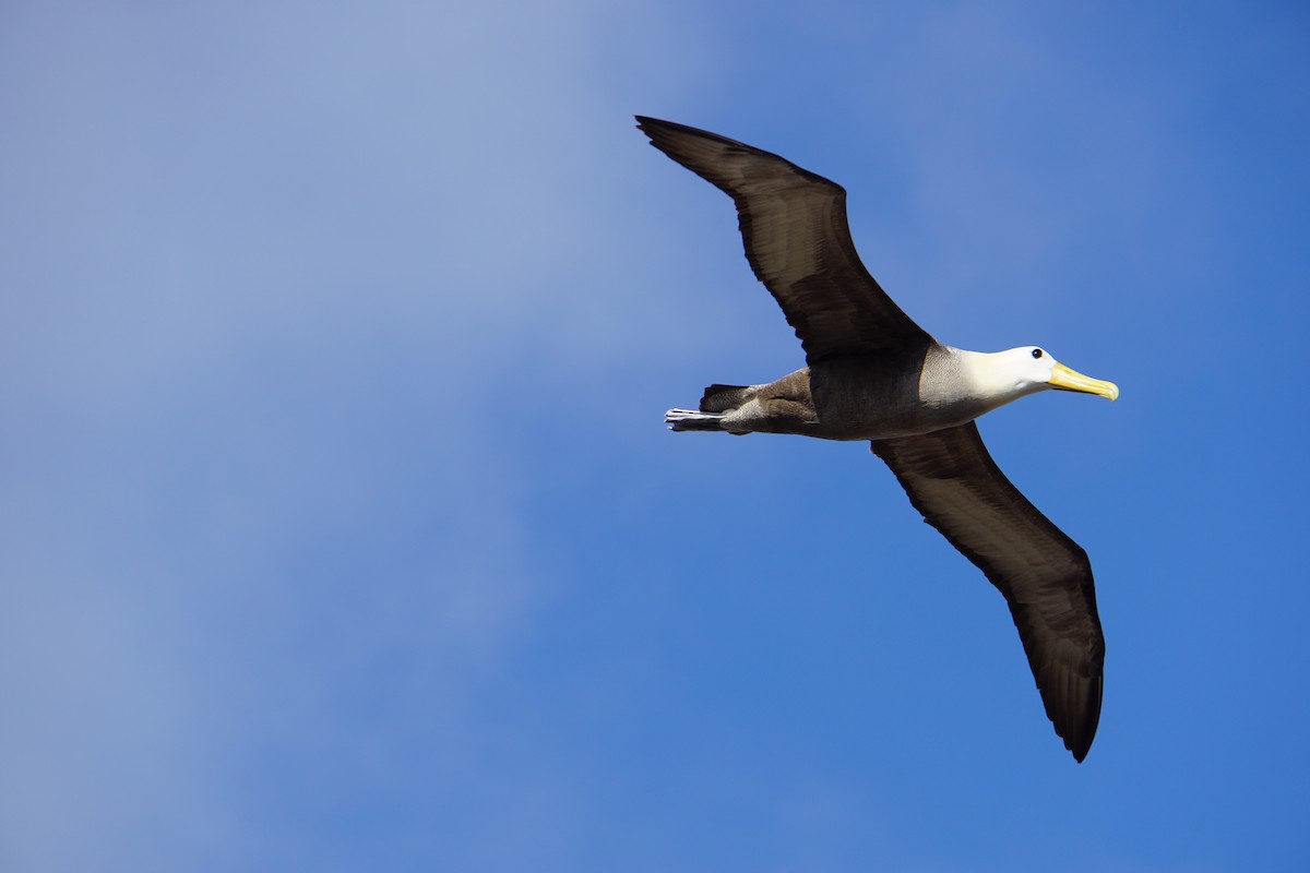 Albatros galapagoarra - ML645991848