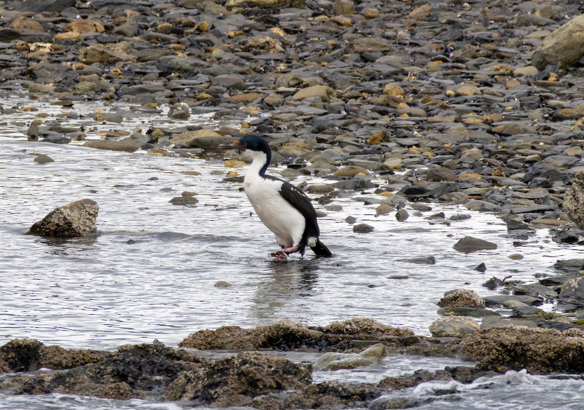 Imperial Cormorant - ML645991849