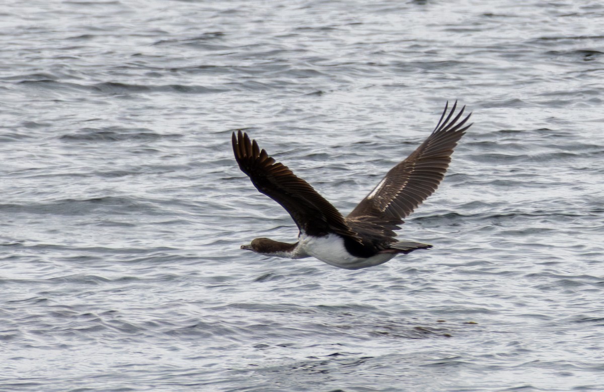 Imperial Cormorant - ML645991850