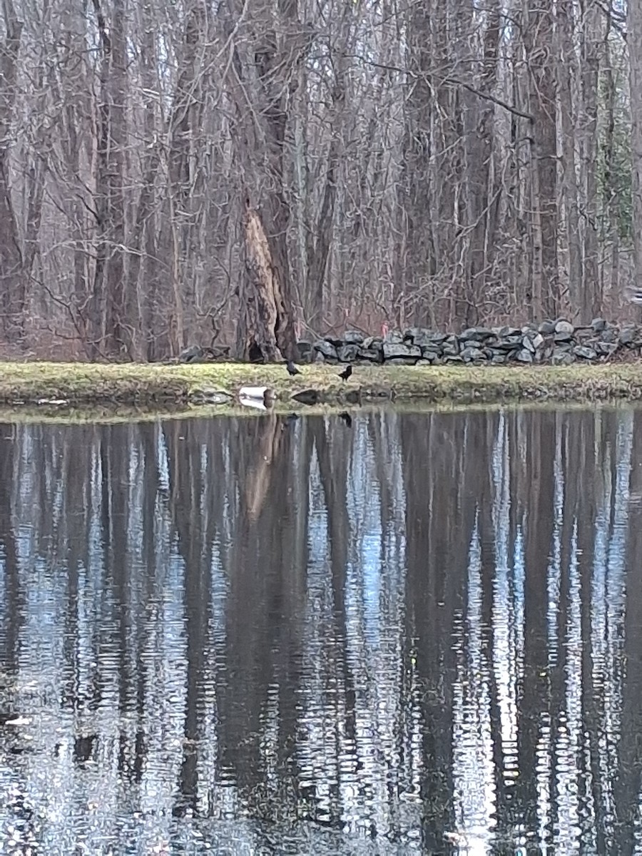 American Crow - ML645991851