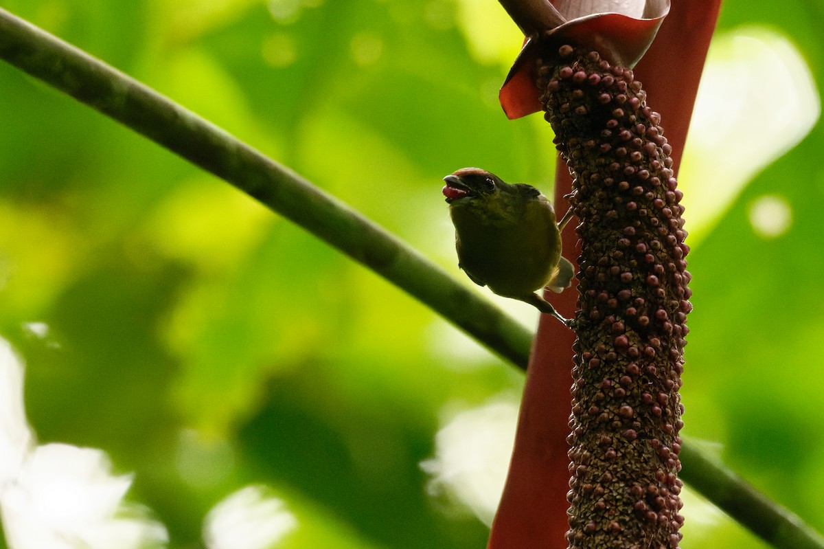 Olive-backed Euphonia - ML645991852