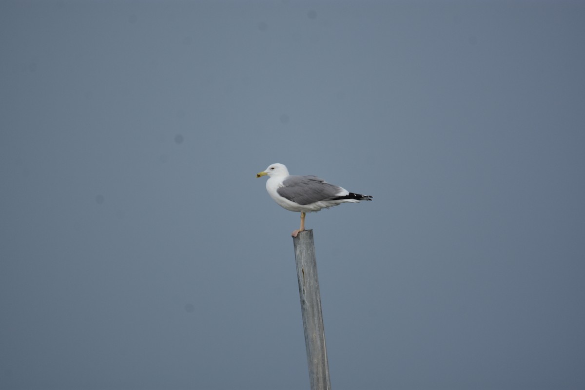 Goéland pontique - ML645991856