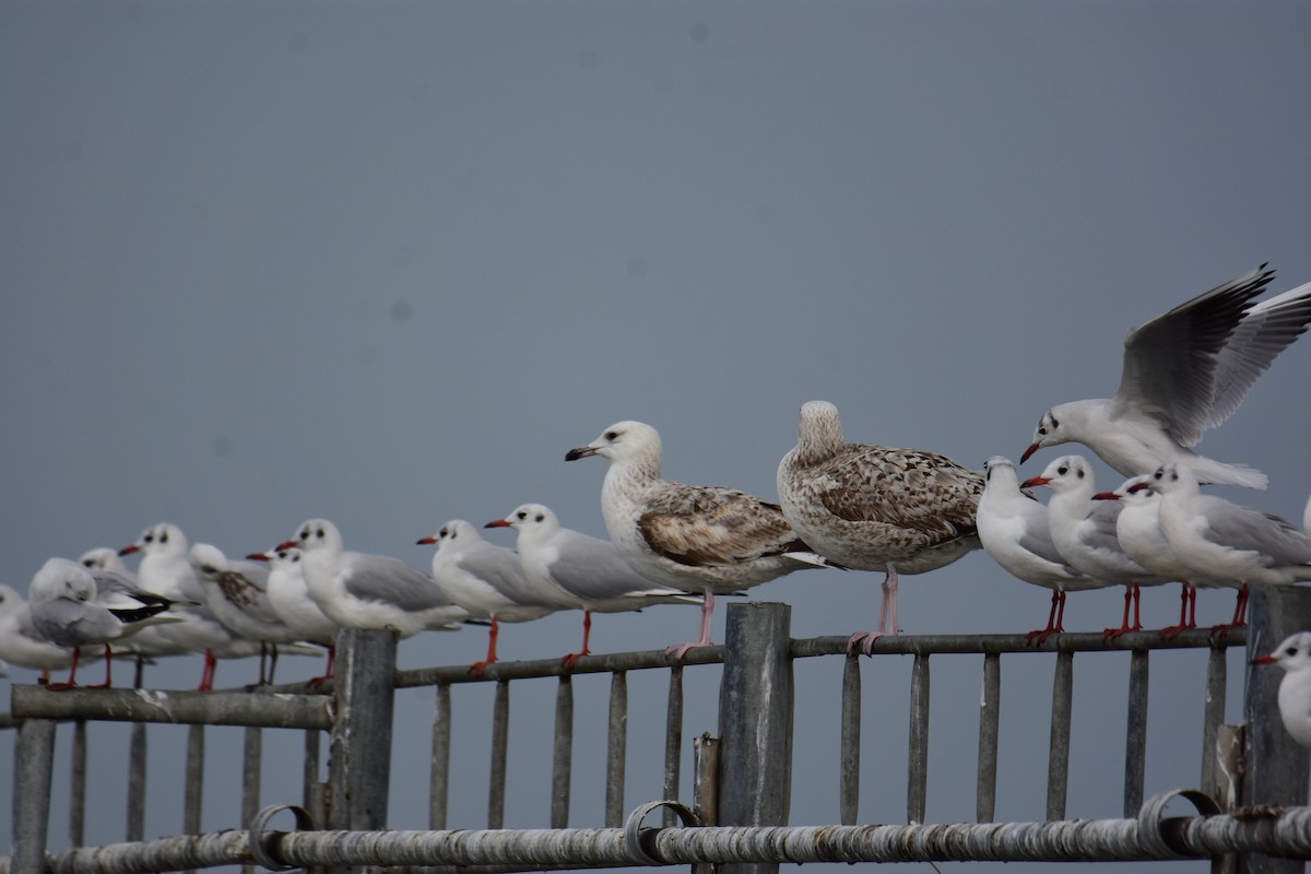 Goéland pontique - ML645991857