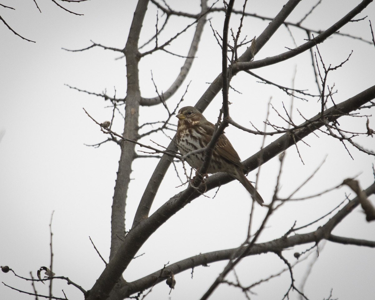 Fox Sparrow - ML645991859