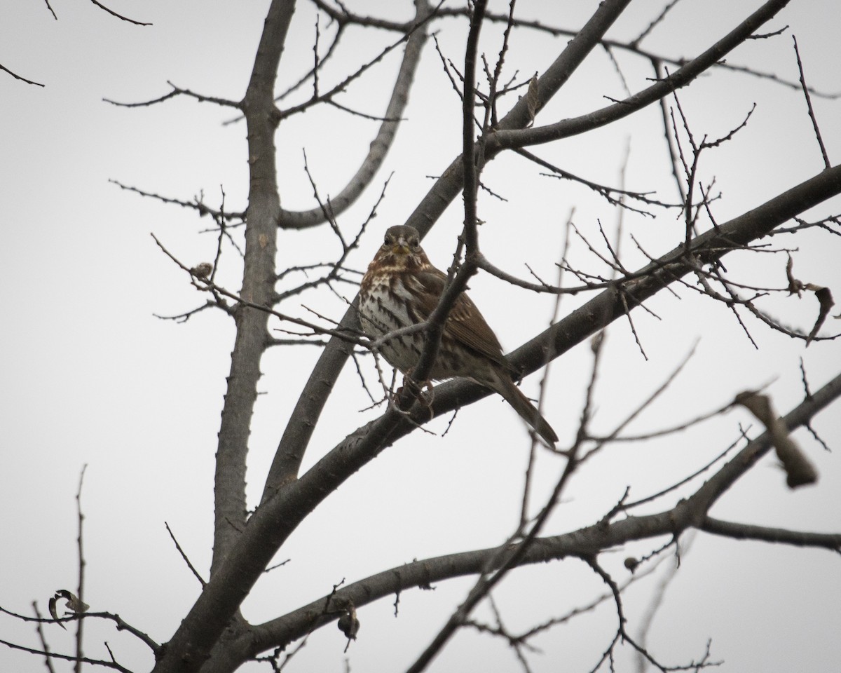 Fox Sparrow - ML645991860