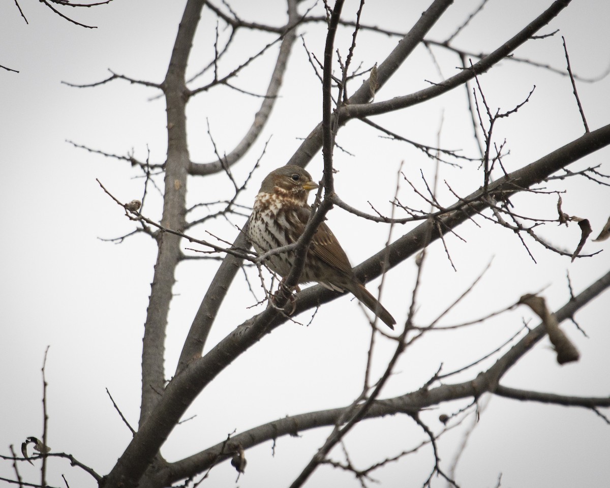 Fox Sparrow - ML645991861