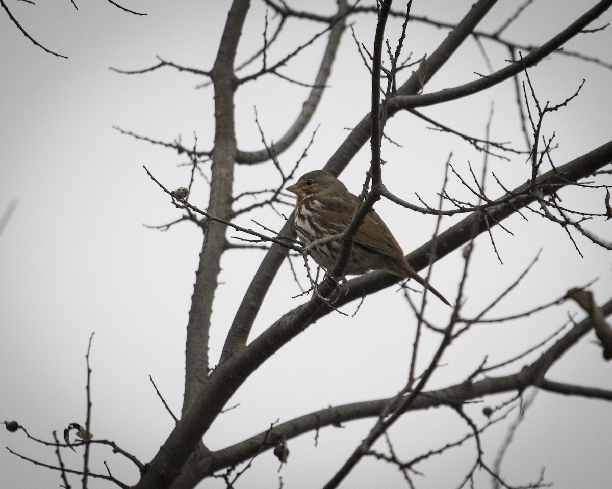 Fox Sparrow - ML645991862