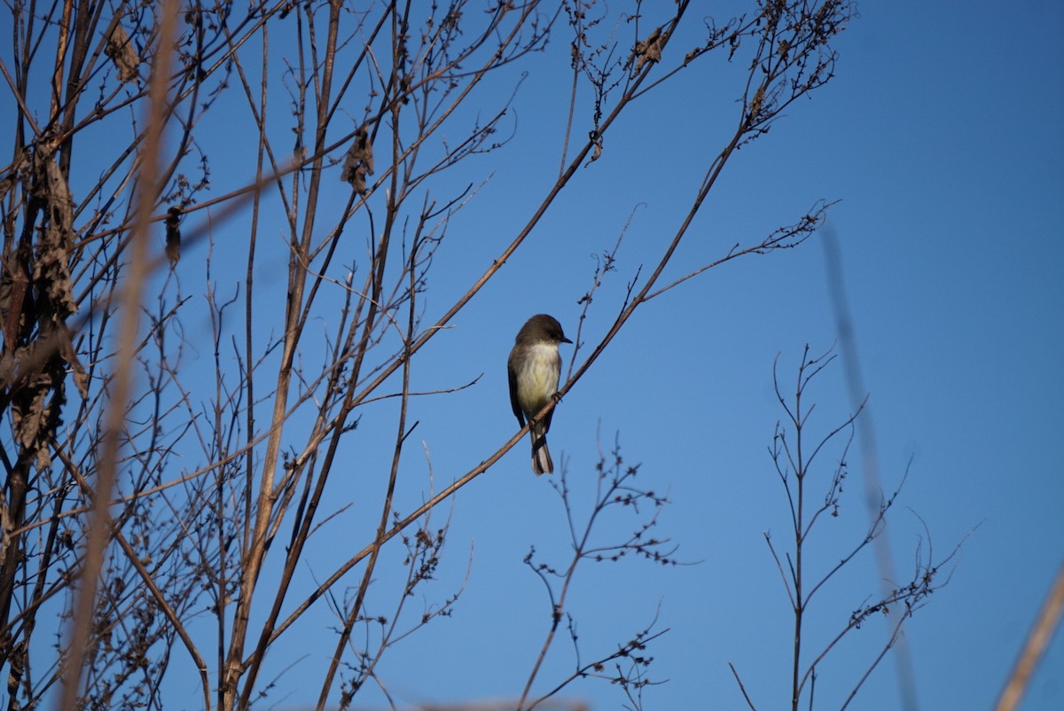 Eastern Phoebe - ML645991867