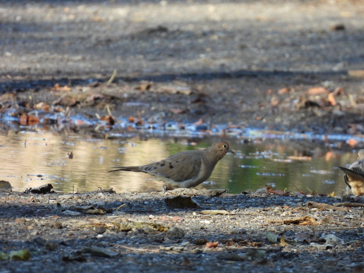 Zenaida arrunta - ML645991868