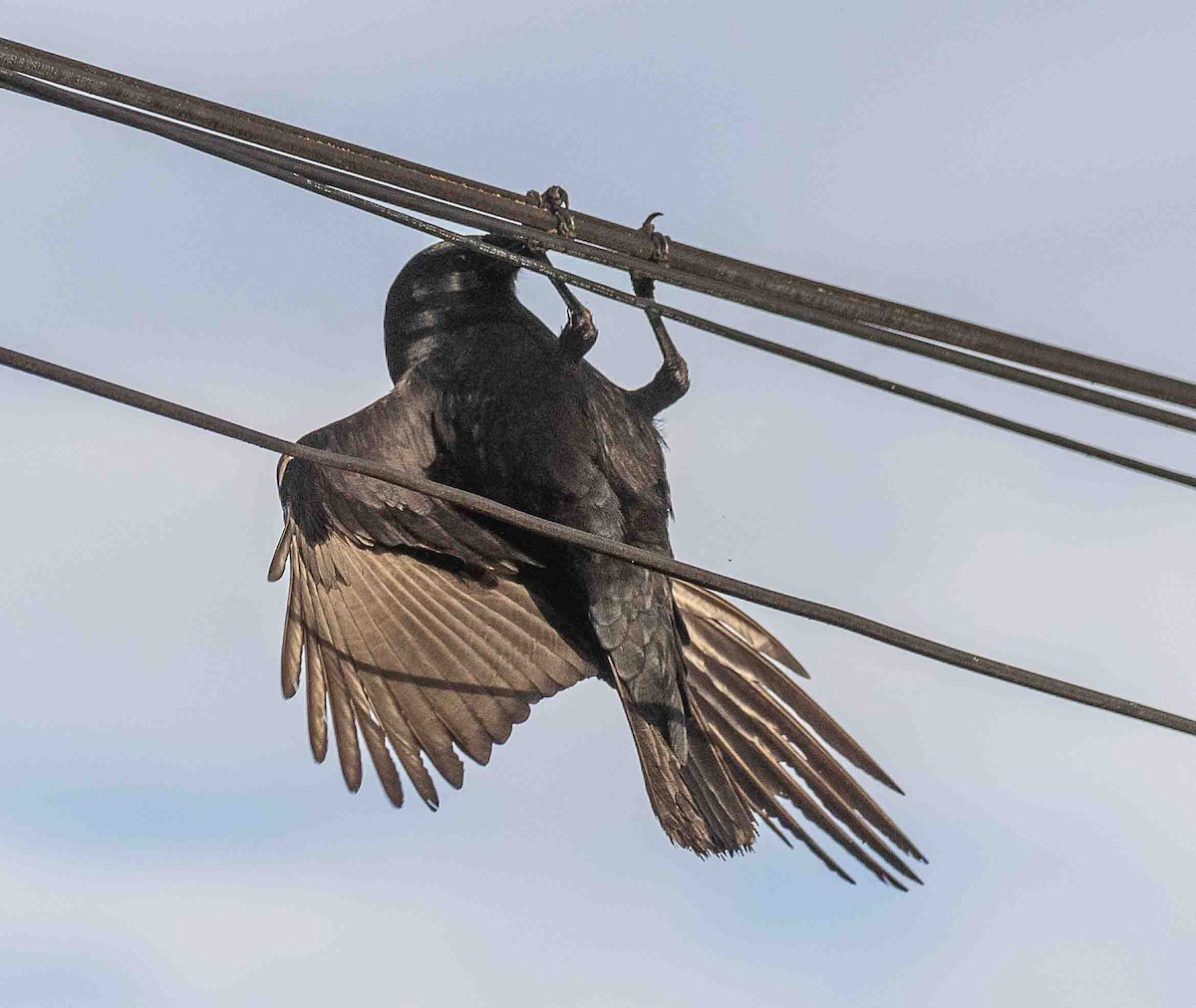 American Crow - ML645991870