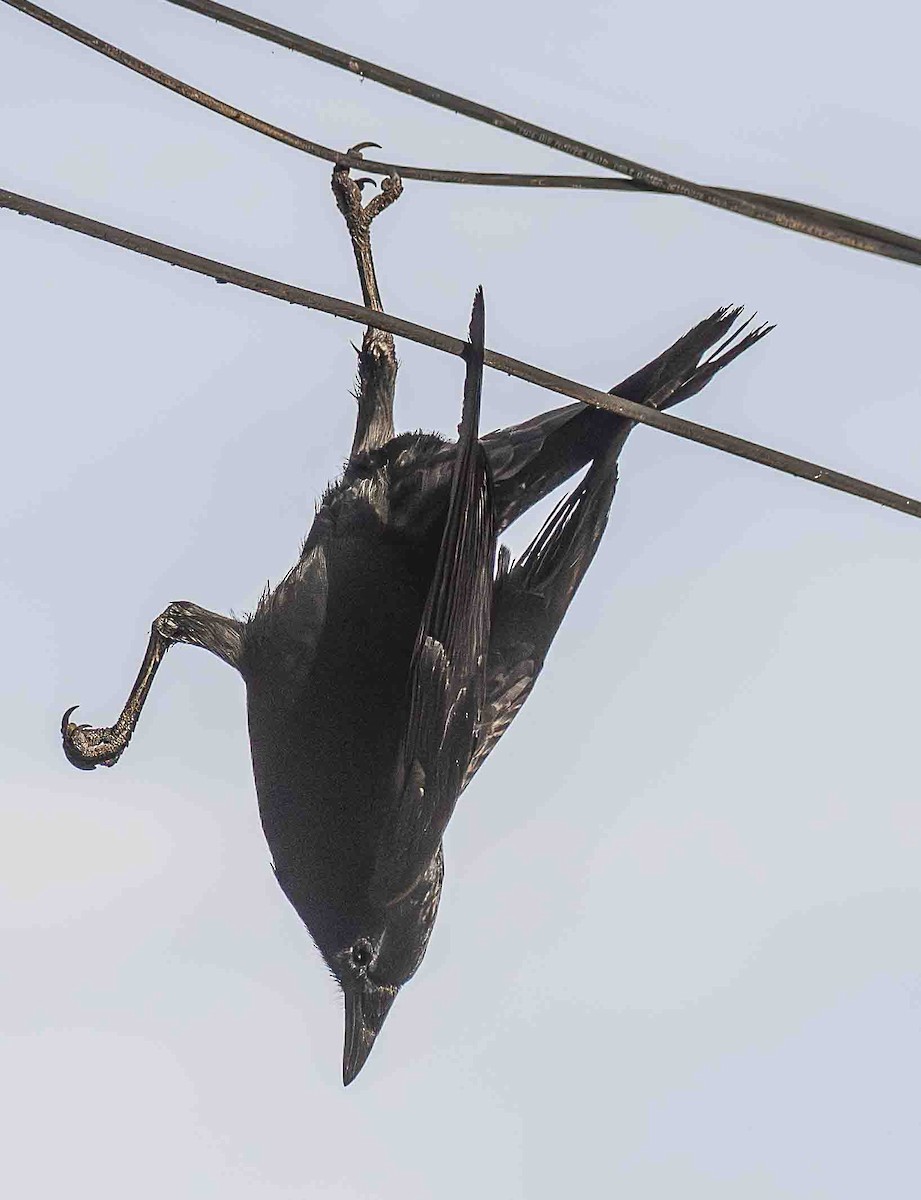 American Crow - ML645991873