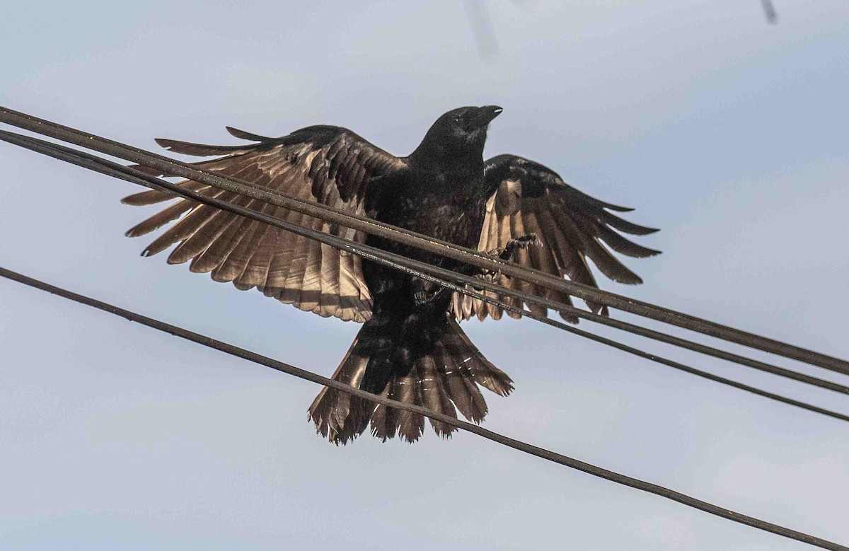 American Crow - ML645991874