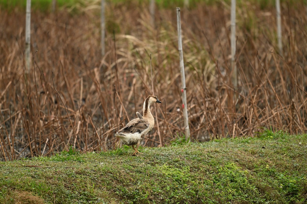 husa labutí (domestikovaná) - ML645991880