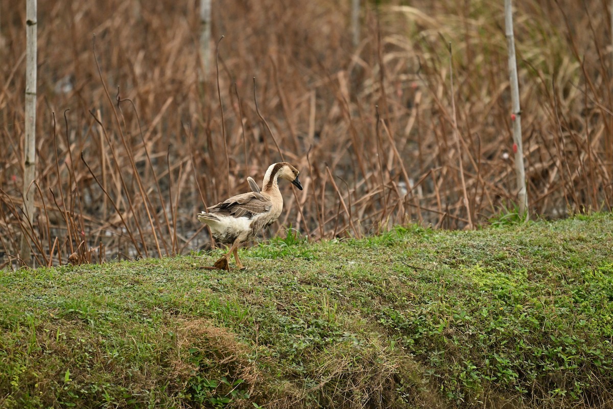 husa labutí (domestikovaná) - ML645991881