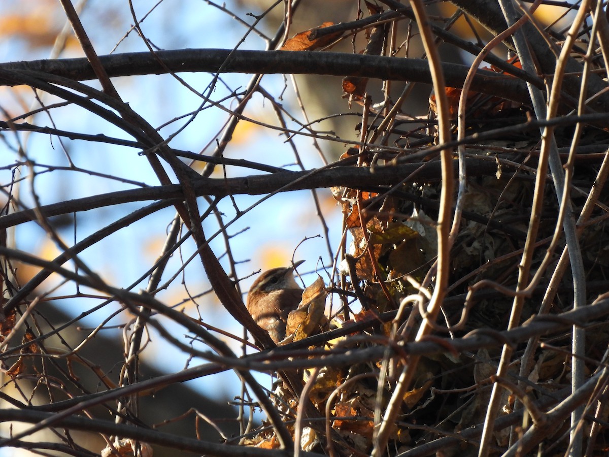 Carolina Wren - ML645991884