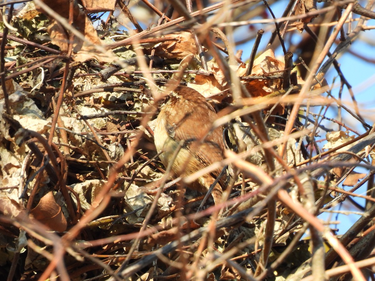 Carolina Wren - ML645991886