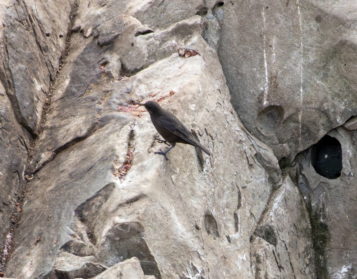 Blackish Cinclodes - ML645991893