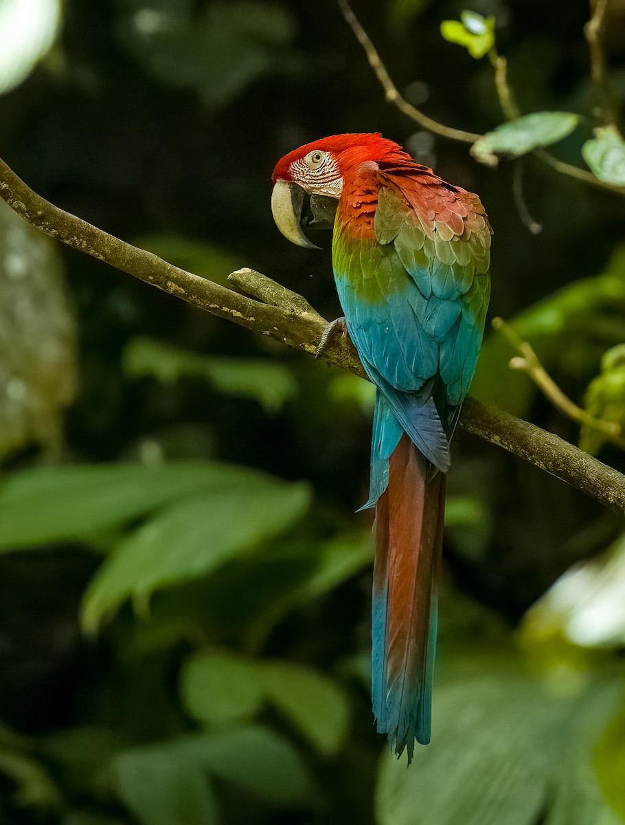 Red-and-green Macaw - ML645991896