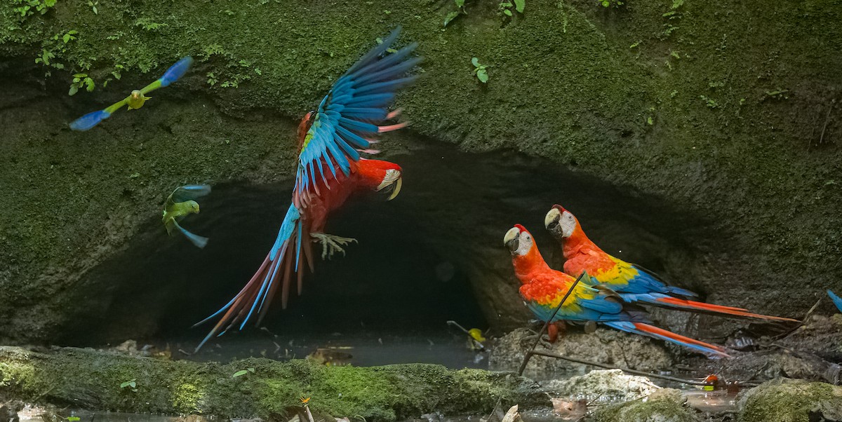 Red-and-green Macaw - ML645991897