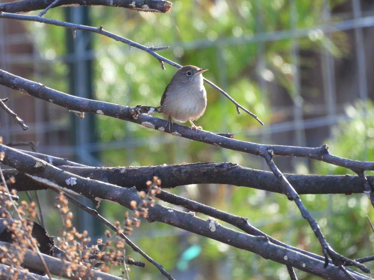 Northern House Wren - ML645991898