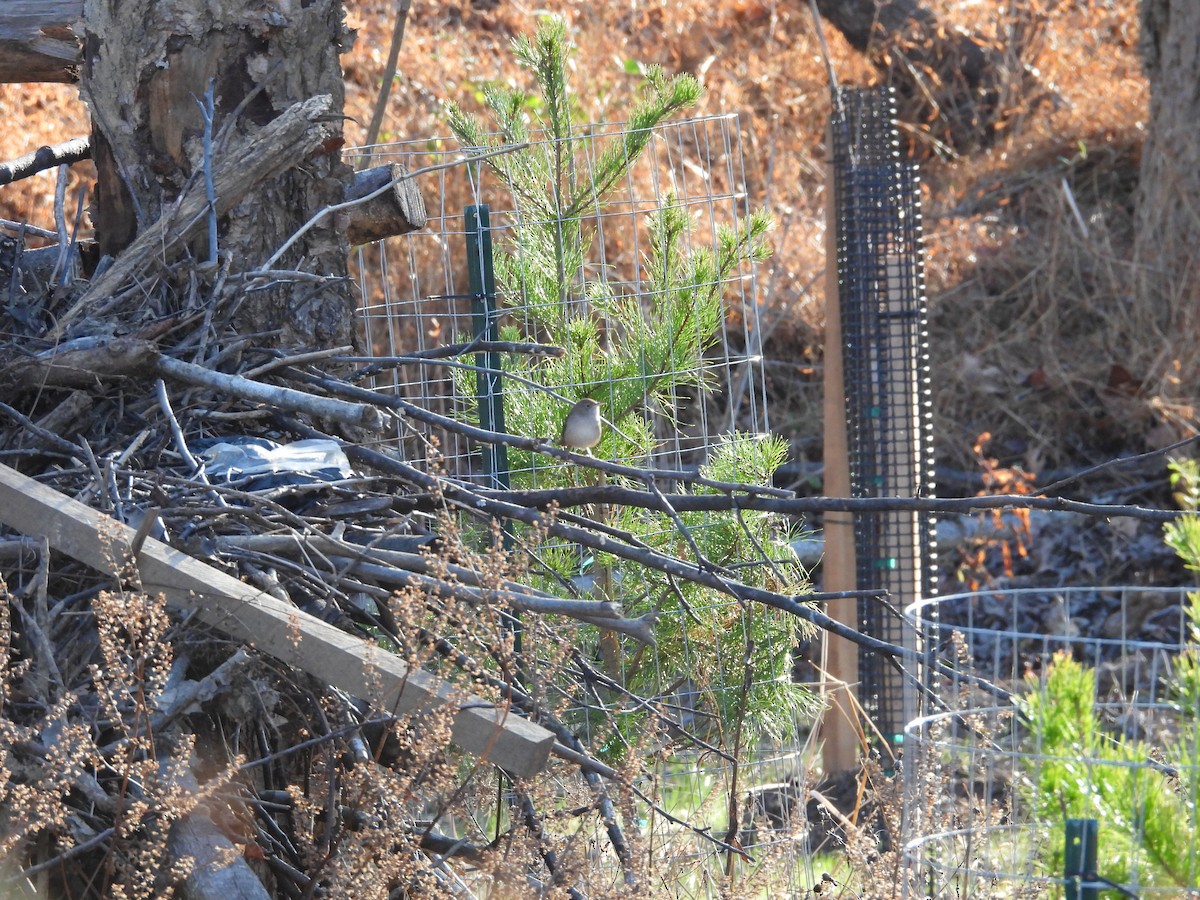 Northern House Wren - ML645991899