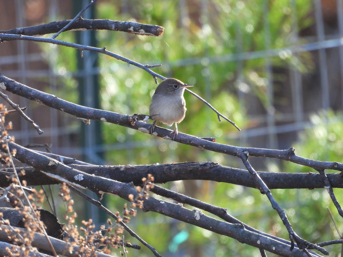 Northern House Wren - ML645991900