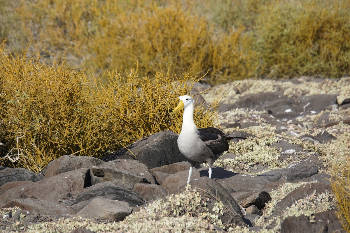 Waved Albatross - ML645991901