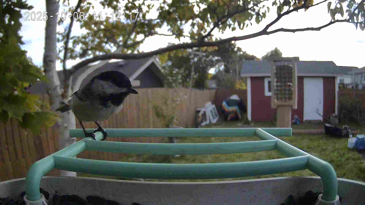 Black-capped Chickadee - ML645991913