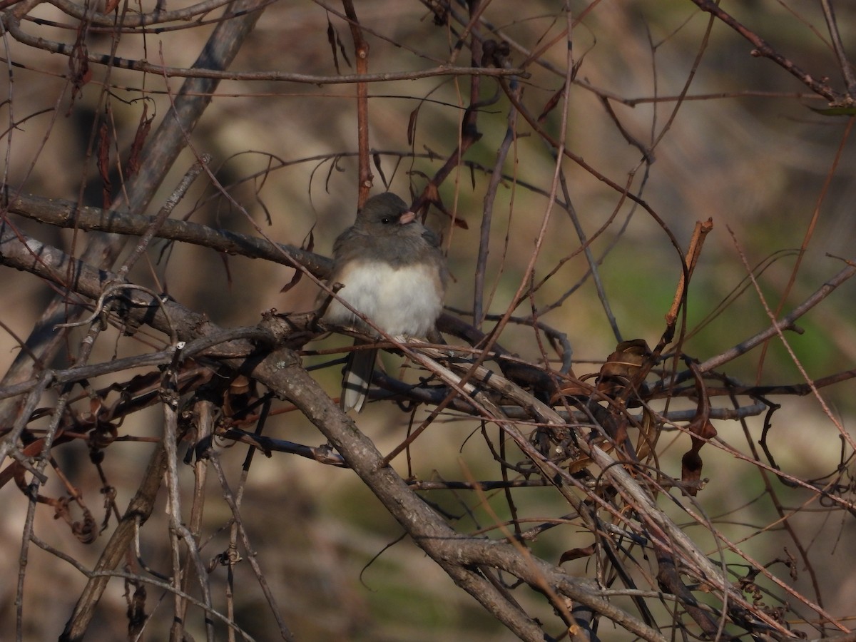 Dark-eyed Junco - ML645991914