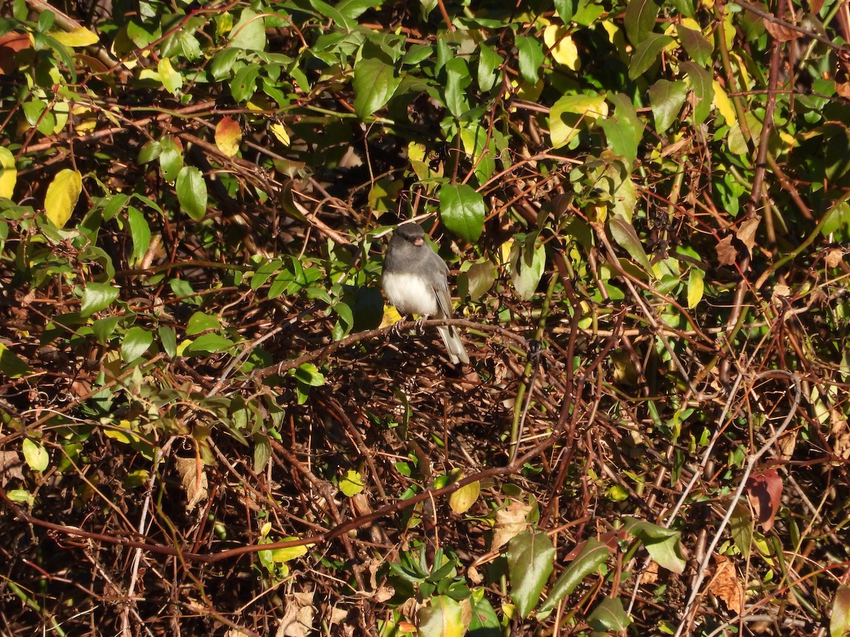 Dark-eyed Junco - ML645991915