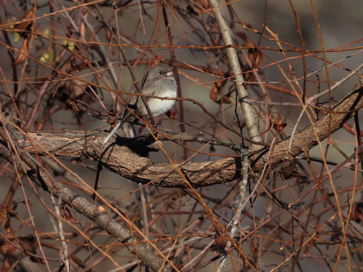Dark-eyed Junco - ML645991916