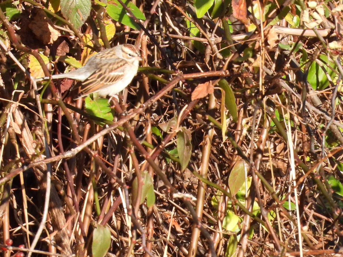 Chipping Sparrow - ML645991918