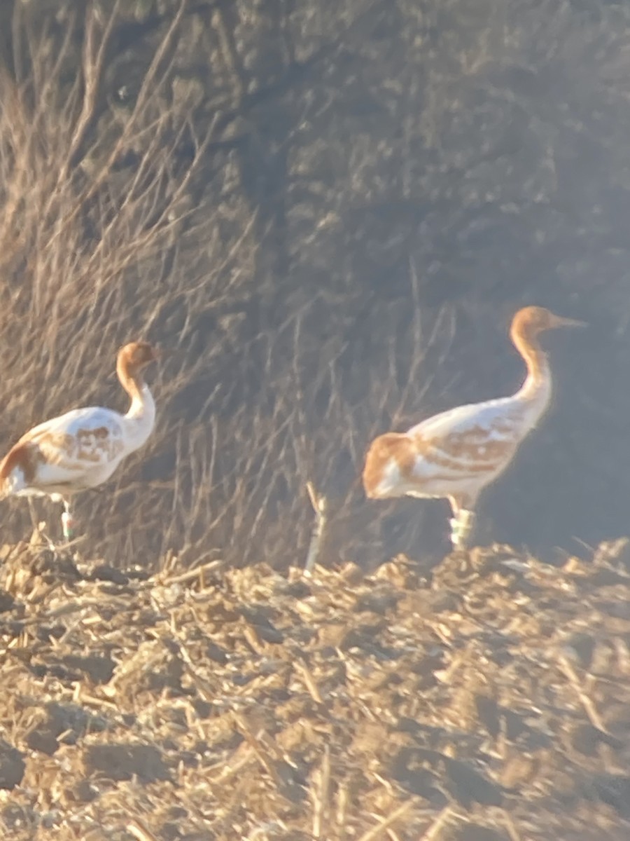 Whooping Crane - ML645991919