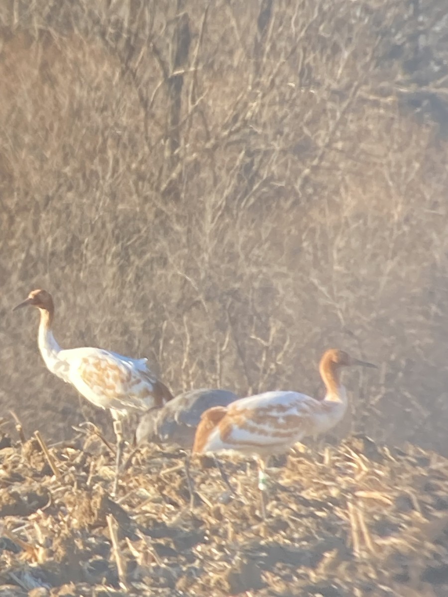 Whooping Crane - ML645991920
