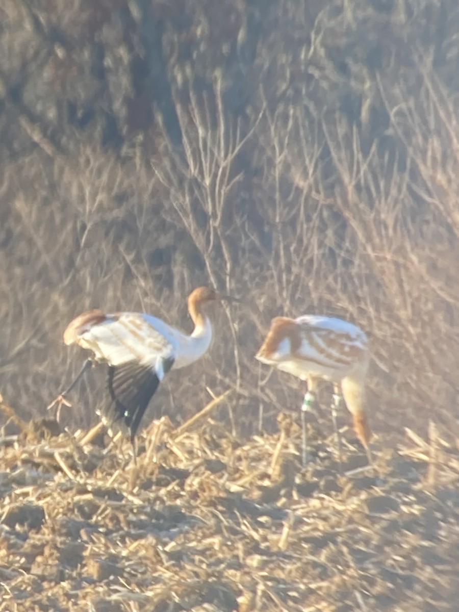 Whooping Crane - ML645991921