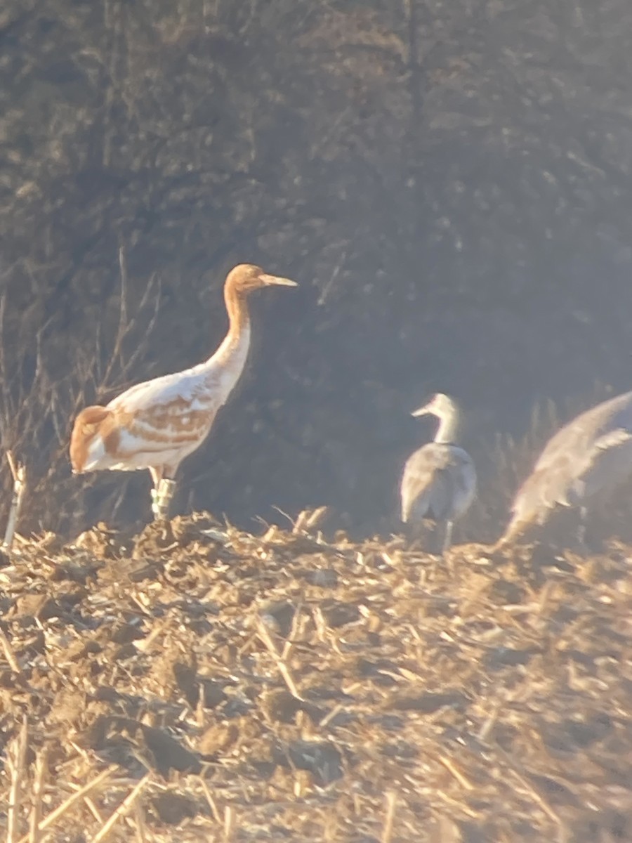 Whooping Crane - ML645991922