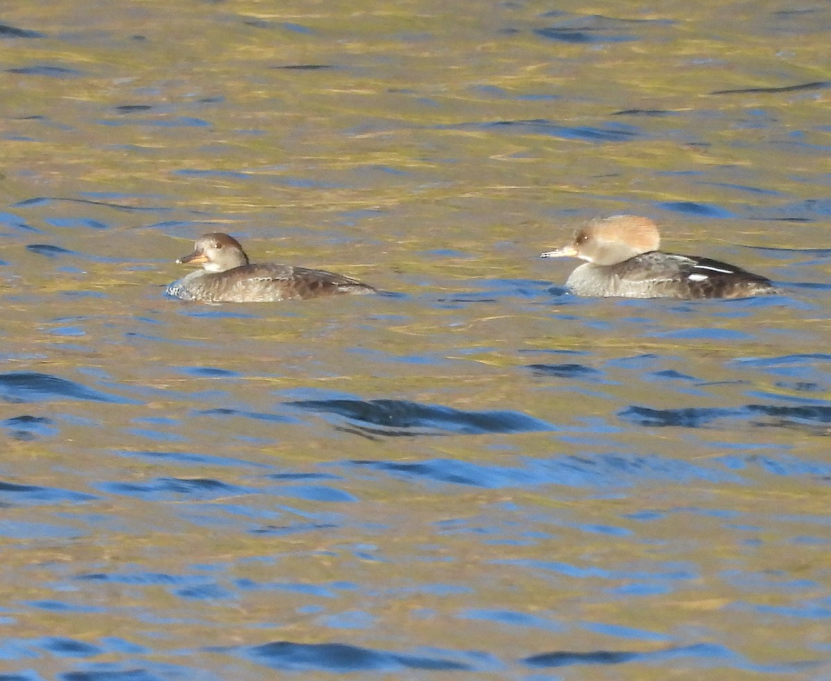 Hooded Merganser - ML645991924