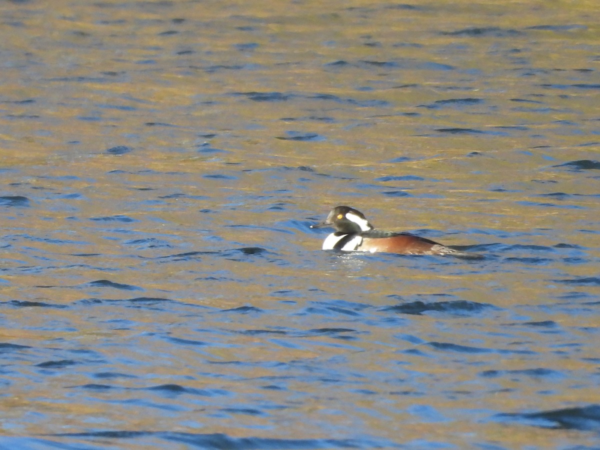 Hooded Merganser - ML645991925