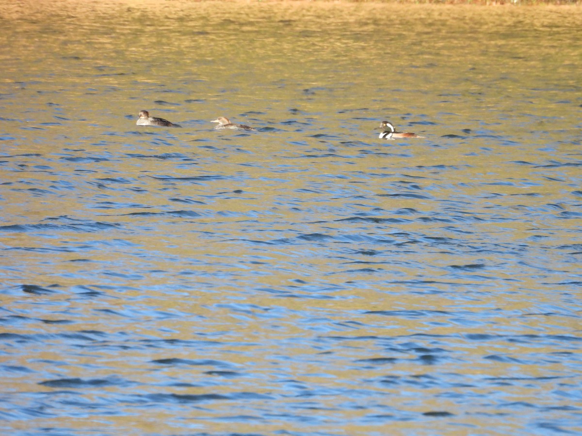 Hooded Merganser - ML645991926