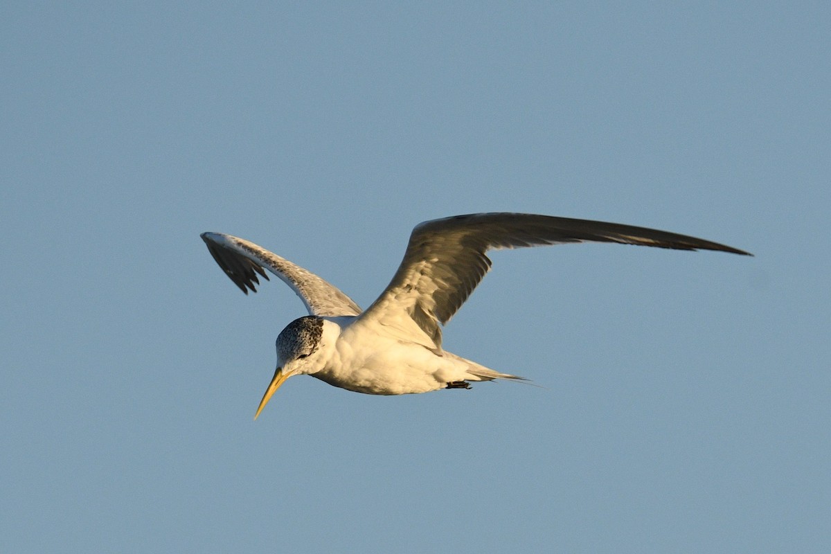 Great Crested Tern - ML645991927