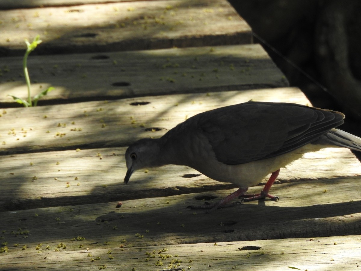 White-tipped Dove - ML645991928