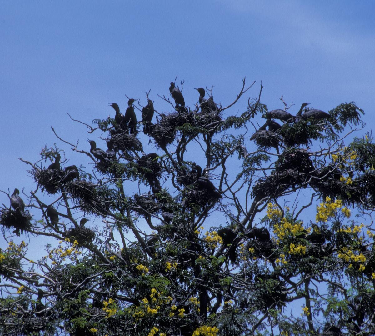 Indian Cormorant - ML645991930