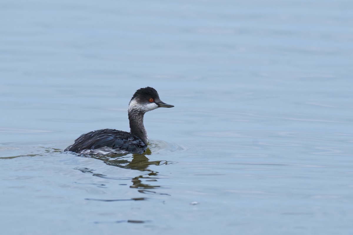 Eared Grebe - ML645991935