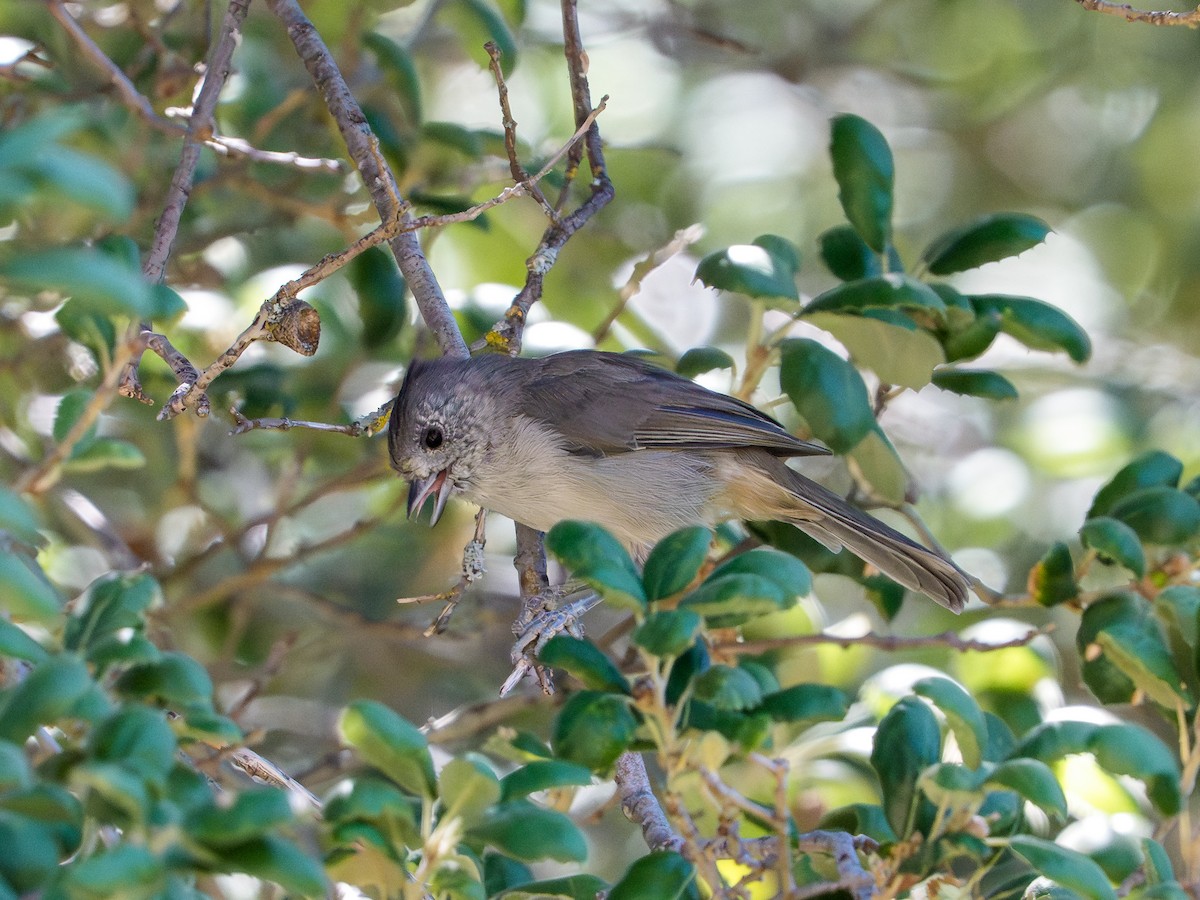 Oak Titmouse - ML645991936
